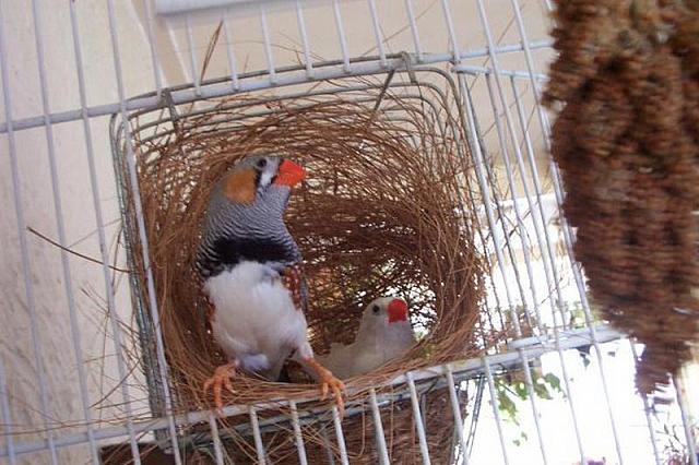 Gevlekt mannetje, wit vrouwtje in nest 1 800x533