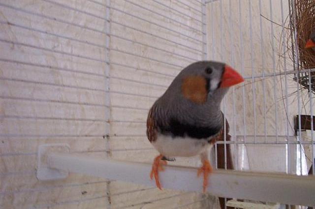 Mannetje 1 800x533