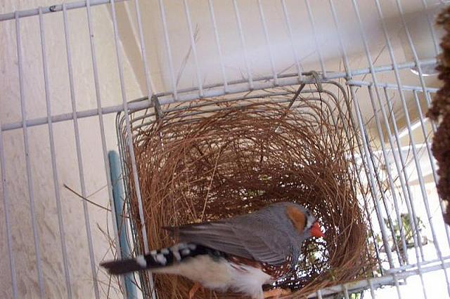 Mannetje in nest 1 800x533