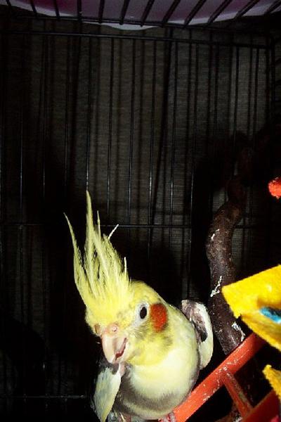Tweety 2 400x600
