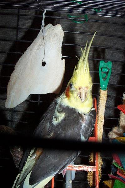 Tweety 3 400x600