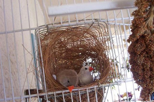 Wit. bruin vrouwtje in nest 800x533