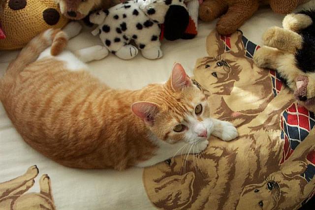 Skippy 1 800x533