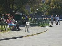 S6000525 800x600