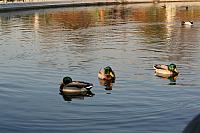 IMG 0065 800x533