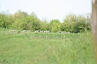 20090424 122 800x533