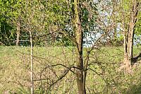 20090424 192 800x533
