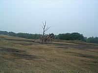 IMGP4876 800x600