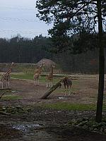 S6000080 450x600