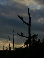 S6000166 450x600