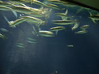S6000003 800x600