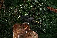 blijdorp 10-09 016 800x533