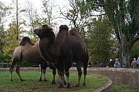 blijdorp 10-09 024 800x533