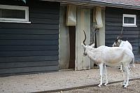 blijdorp 10-09 026 800x533
