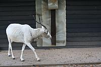 blijdorp 10-09 027 800x533