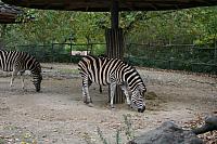 blijdorp 10-09 028 800x533