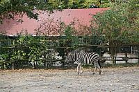 blijdorp 10-09 033 800x533