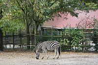 blijdorp 10-09 034 800x533