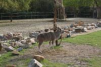 blijdorp 10-09 044 800x533