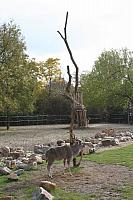 blijdorp 10-09 045 400x600
