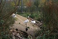 blijdorp 10-09 066 800x533