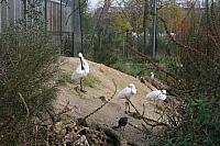 blijdorp 10-09 067 800x533