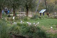 blijdorp 10-09 068 800x533