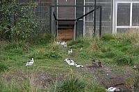 blijdorp 10-09 069 800x533