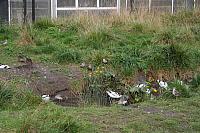 blijdorp 10-09 070 800x533