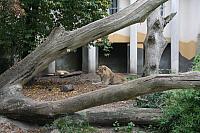 blijdorp 10-09 and extra 070 800x533