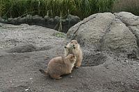 blijdorp 10-09 and extra 117 800x533