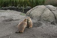 blijdorp 10-09 and extra 118 800x533
