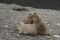 blijdorp 10-09 and extra 126 800x533