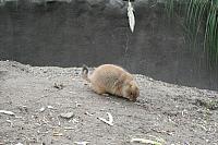 blijdorp 10-09 and extra 138 800x533