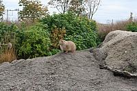 blijdorp 10-09 and extra 141 800x533