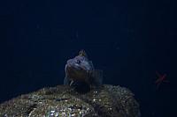 Blijdorp 026 800x533