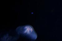 Blijdorp 027 800x533