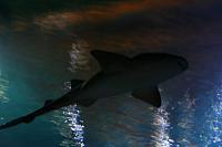 Blijdorp 029 800x533