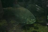 Blijdorp 068 800x533