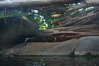 Blijdorp 073 800x533