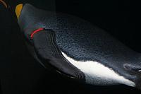 Blijdorp 083 800x533