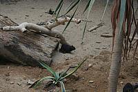 Blijdorp 088 800x533