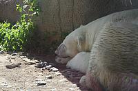 Blijdorp 099 800x533