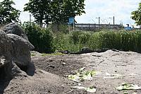 Blijdorp 113 800x533