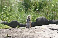 Blijdorp 117 800x533