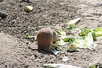 Blijdorp 120 800x533