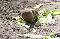 Blijdorp 123 800x533