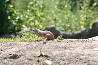 Blijdorp 134 800x533