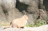 Blijdorp 135 800x533