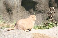 Blijdorp 136 800x533